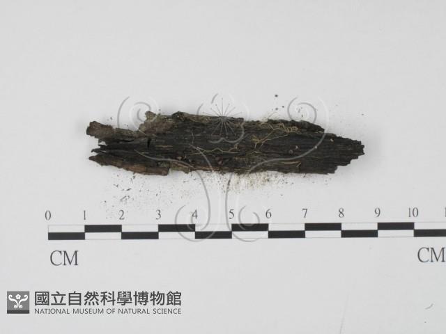 登錄號:F0017903藏品圖，第4張
