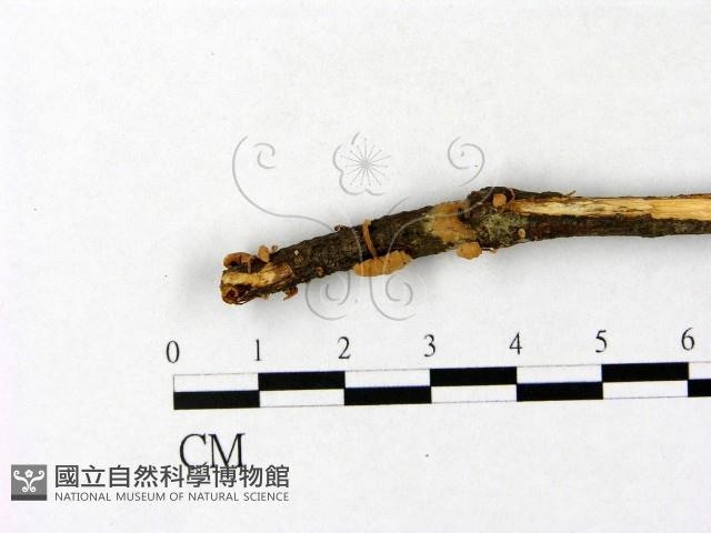 登錄號:F0014403藏品圖，第4張