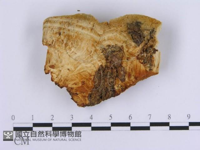 登錄號:F0017403藏品圖，第4張