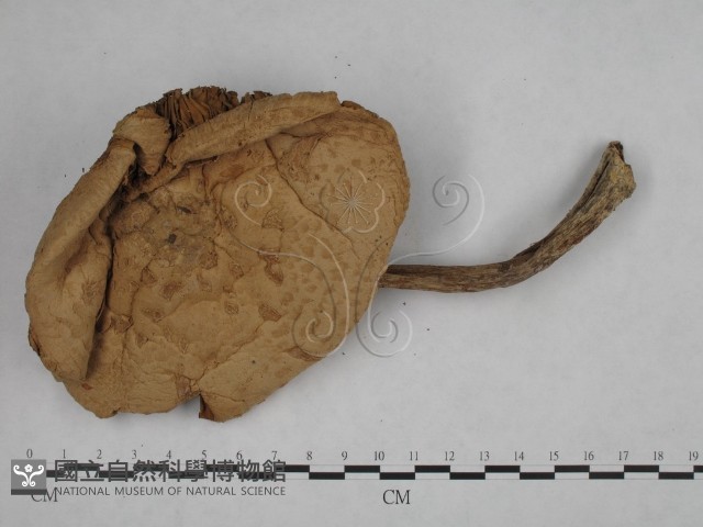 登錄號:F0003403藏品圖，第4張
