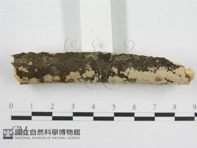 登錄號:F0010503藏品圖，第4張