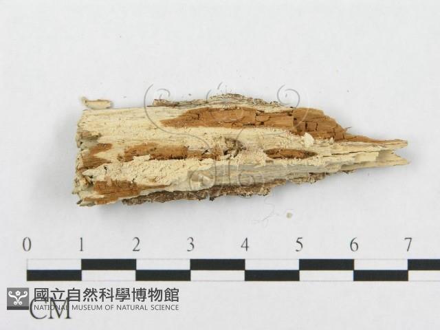 登錄號:F0002503藏品圖，第4張