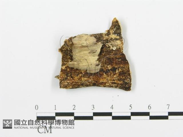 登錄號:F0017503藏品圖，第4張