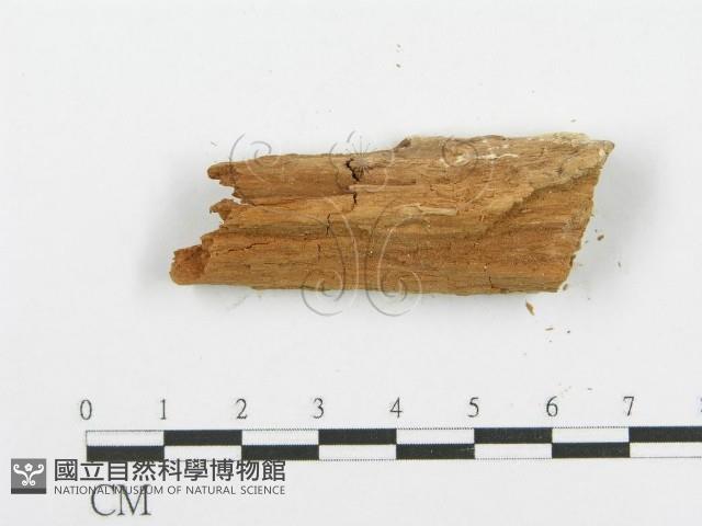 登錄號:F0006103藏品圖，第4張