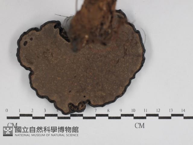 登錄號:F0031103藏品圖，第4張