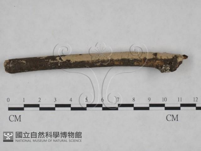 登錄號:F0025103藏品圖，第4張