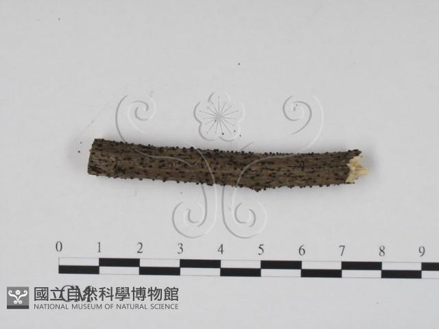 登錄號:F0009103藏品圖，第4張