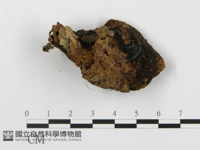 登錄號:F0011003藏品圖，第4張