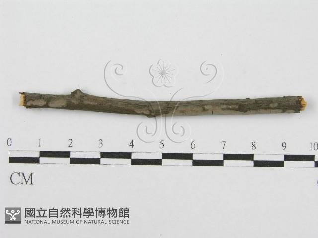 筍殼菌屬藏品圖，第4張
