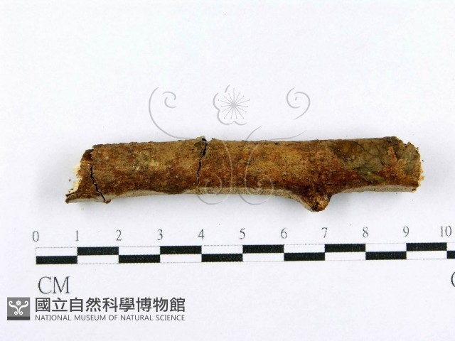 射脈菌屬藏品圖，第4張