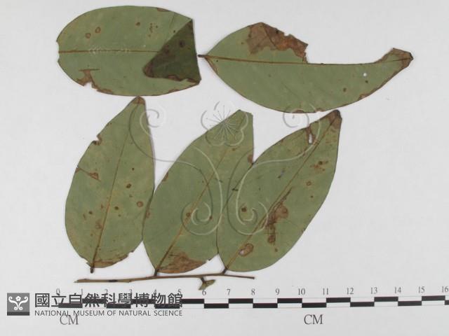 登錄號:F0026303藏品圖，第4張