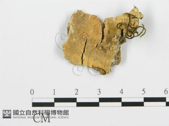 登錄號:F0017303藏品圖，第4張