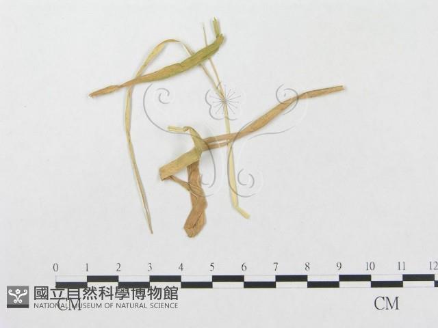 登錄號:F0019303藏品圖，第4張