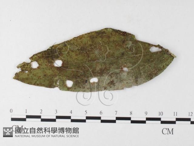 登錄號:F0026213藏品圖，第4張