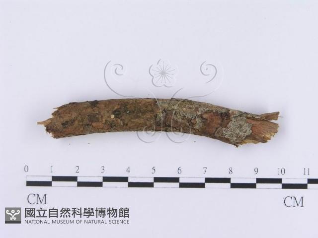 登錄號:F0001213藏品圖，第4張