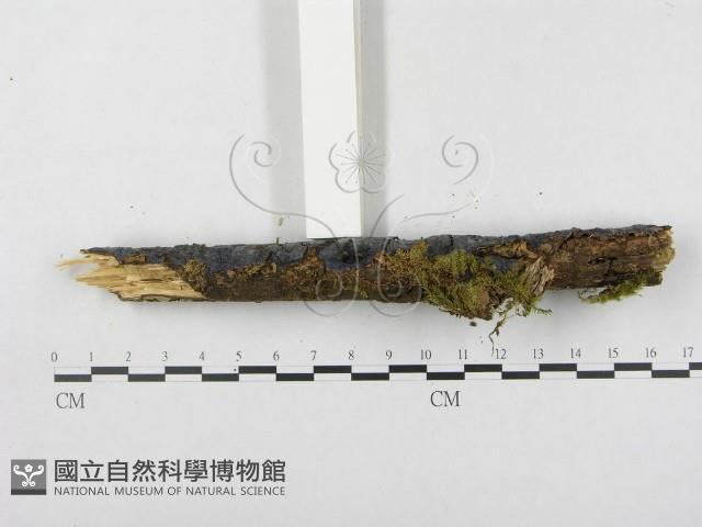 登錄號:F0003213藏品圖，第4張