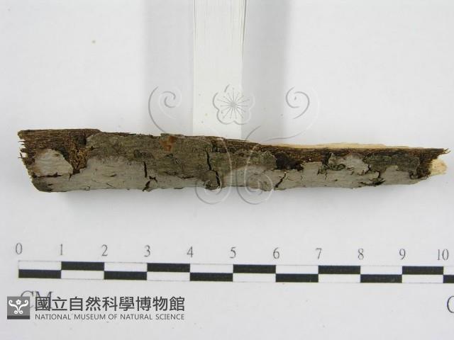 登錄號:F0012813藏品圖，第4張