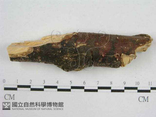 登錄號:F0000913藏品圖，第4張
