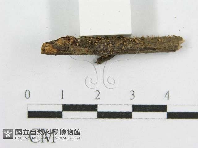 微皮傘屬藏品圖，第4張
