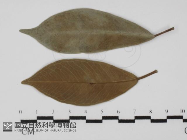 登錄號:F0026913藏品圖，第4張