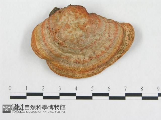 登錄號:F0005913藏品圖，第4張