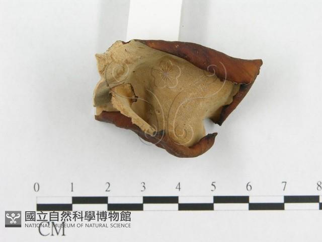 多孔菌屬藏品圖，第4張