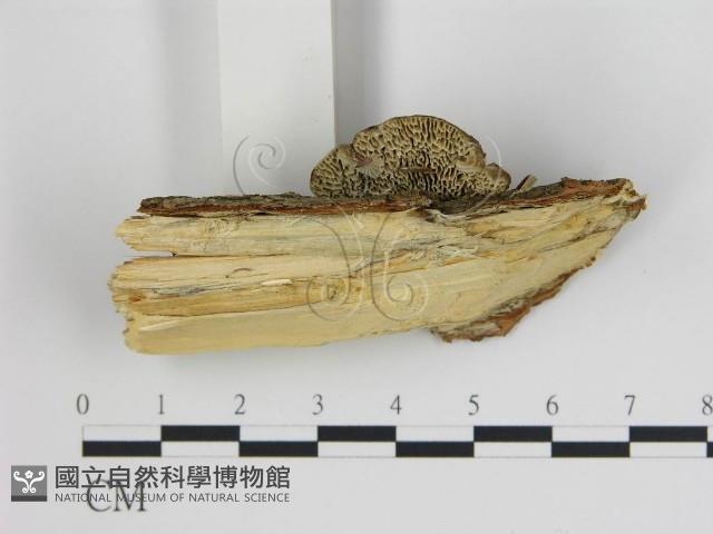 登錄號:F0017613藏品圖，第4張