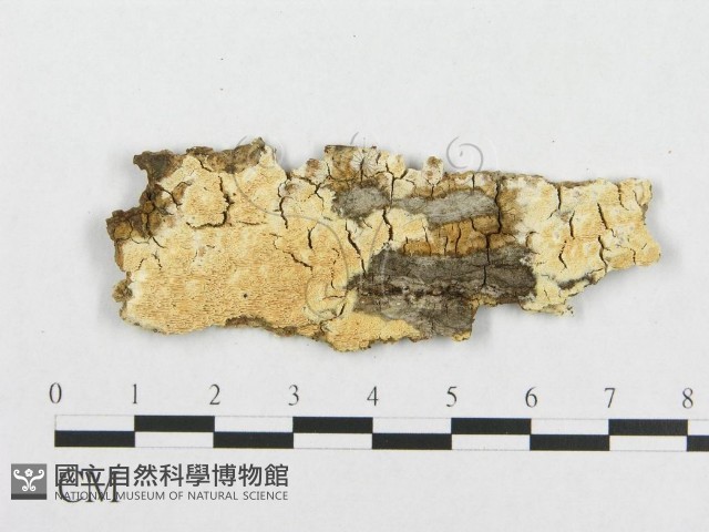 登錄號:F0017413藏品圖，第4張