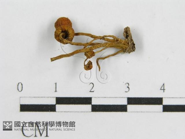 登錄號:F0001713藏品圖，第4張