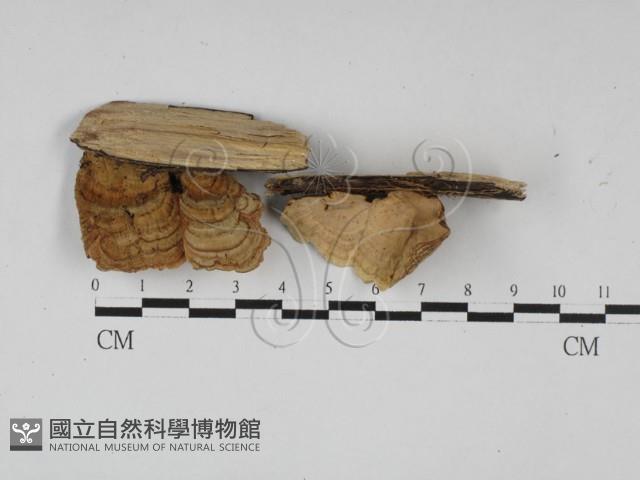 蠔韌革菌藏品圖，第4張