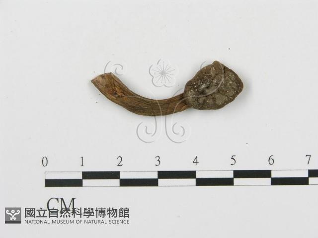 登錄號:F0008513藏品圖，第4張
