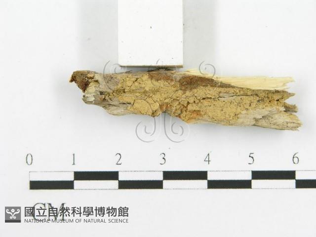 登錄號:F0020513藏品圖，第4張