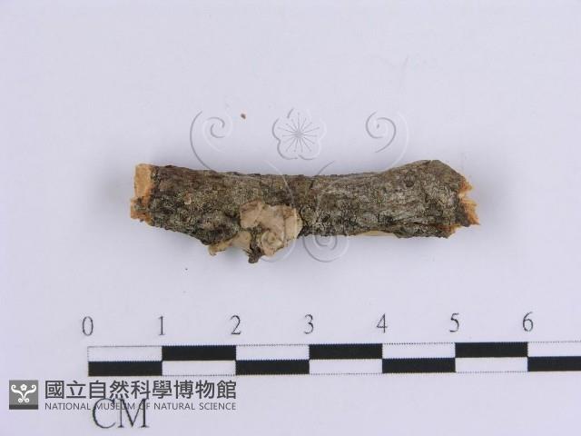 韌革菌屬藏品圖，第4張
