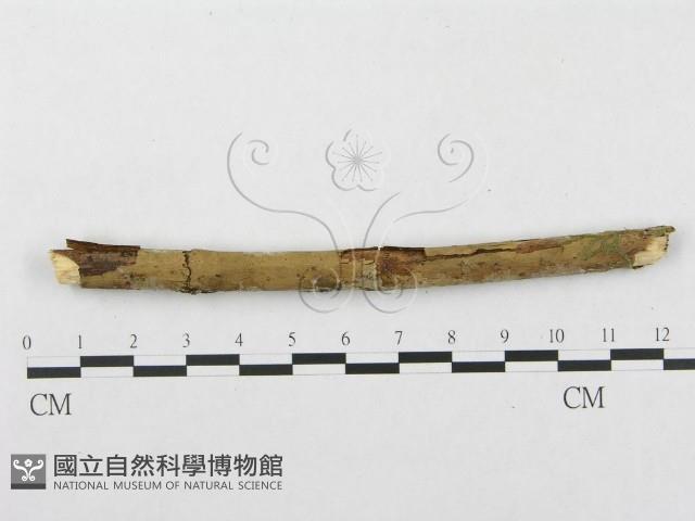 登錄號:F0002513藏品圖，第4張