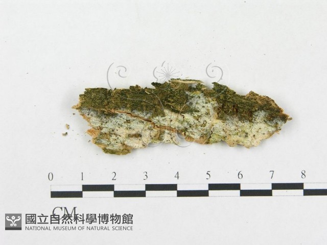 樹脂殼菌屬藏品圖，第4張