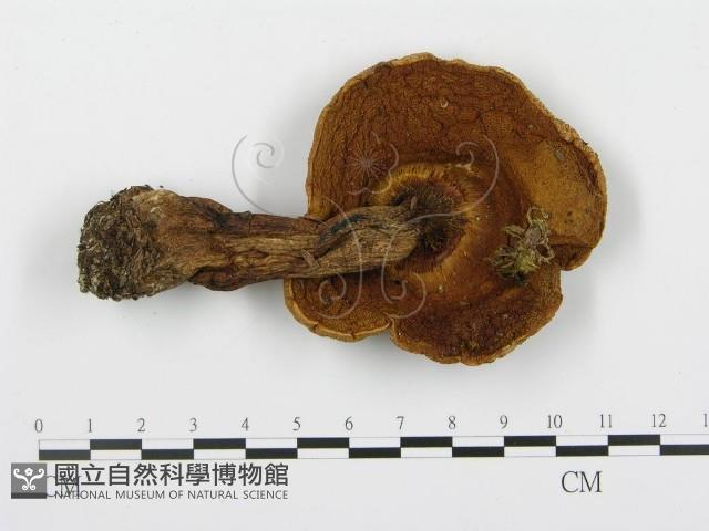 登錄號:F0003513藏品圖，第4張