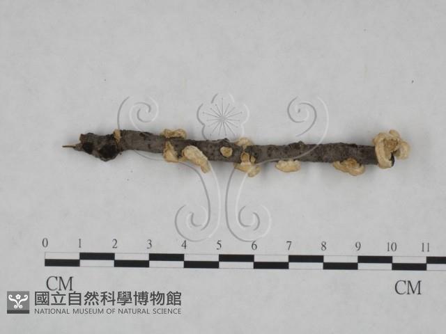 韌革菌屬藏品圖，第4張