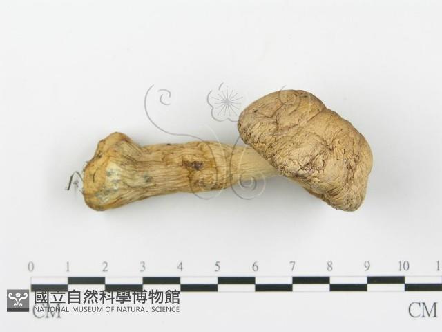 登錄號:F0016013藏品圖，第4張