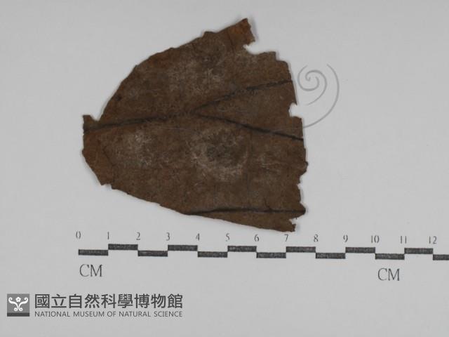 登錄號:F0031013藏品圖，第4張