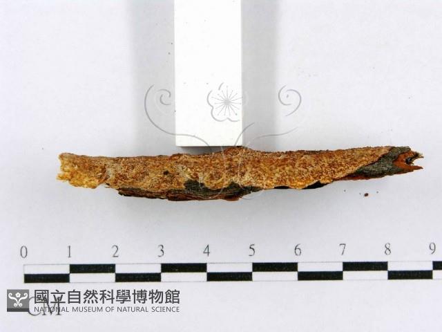 射脈菌屬藏品圖，第4張