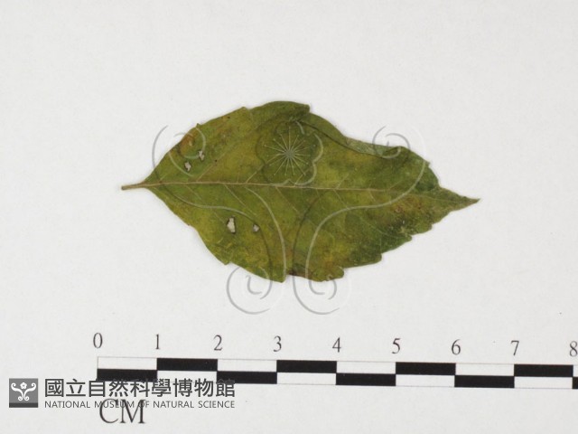 登錄號:F0026313藏品圖，第4張