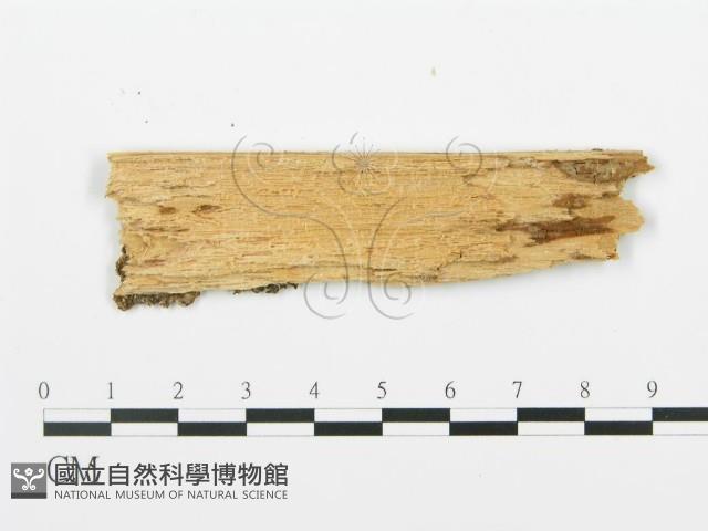 登錄號:F0017313藏品圖，第4張