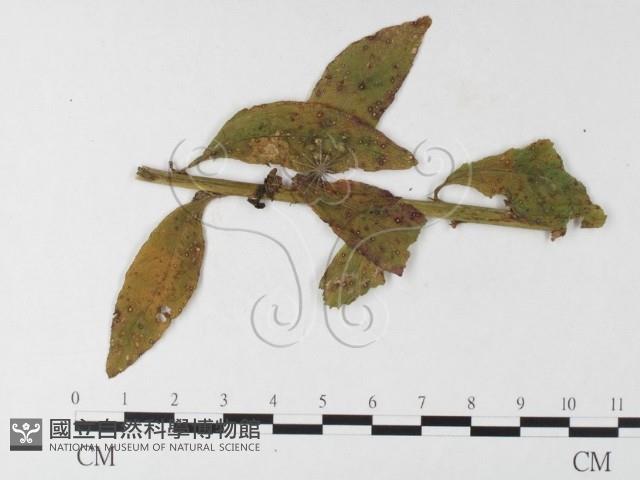 登錄號:F0026253藏品圖，第4張