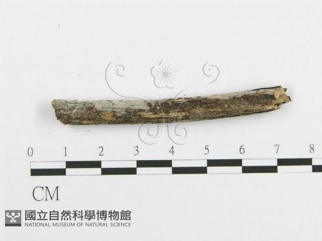 登錄號:F0004253藏品圖，第4張