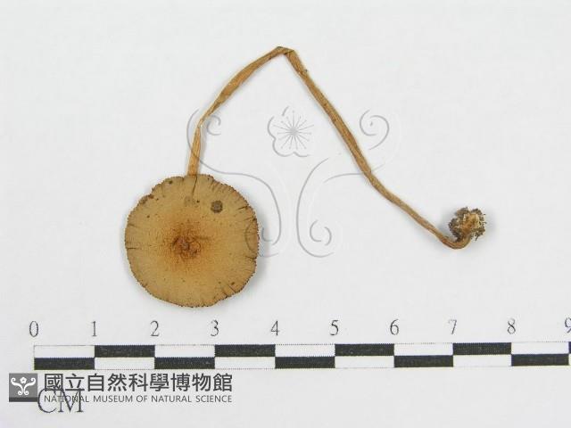 登錄號:F0002253藏品圖，第4張