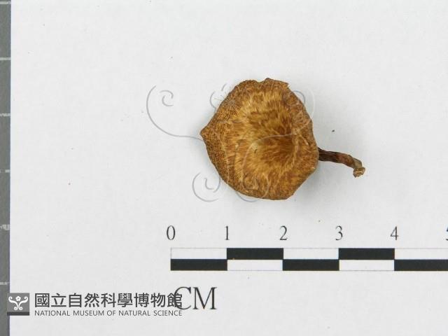 登錄號:F0003253藏品圖，第4張