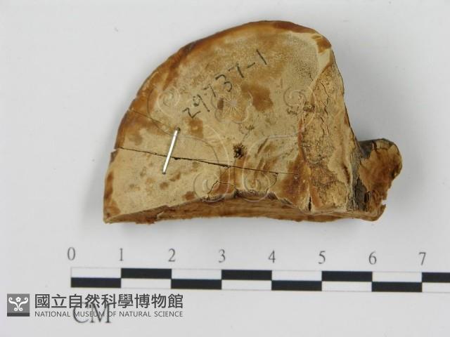 登錄號:F0018853藏品圖，第4張