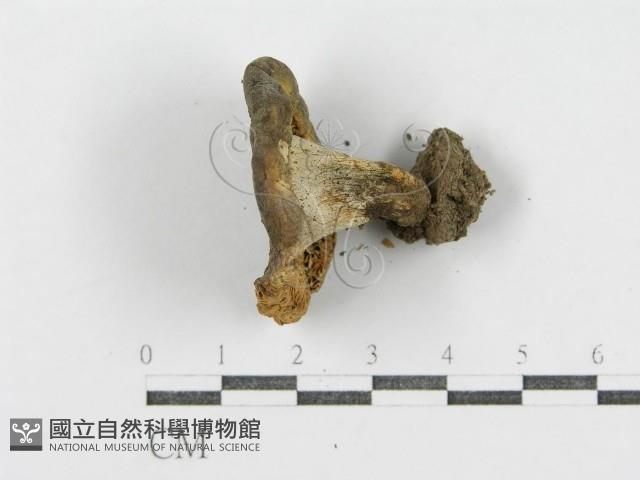 登錄號:F0001853藏品圖，第4張