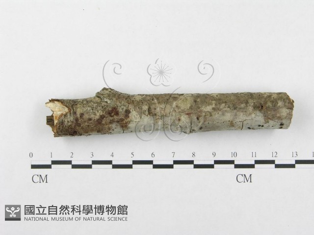 登錄號:F0002953藏品圖，第4張