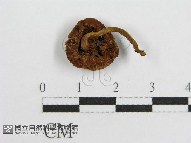 登錄號:F0012953藏品圖，第4張